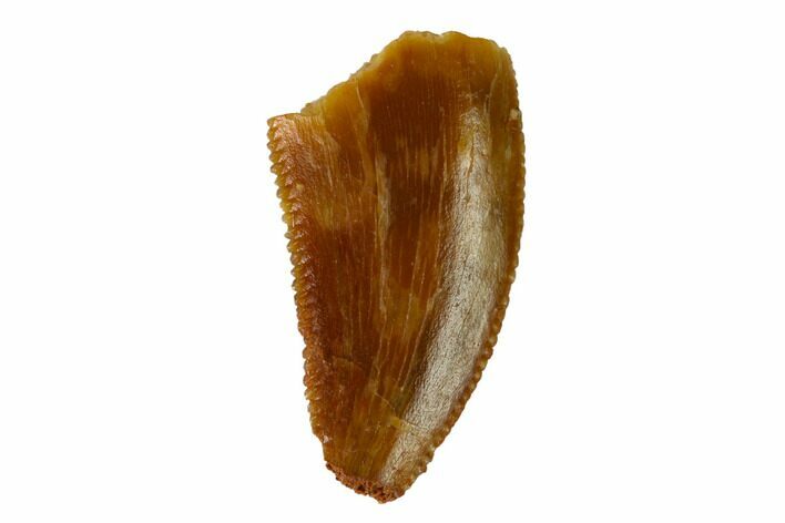 Serrated, Raptor Tooth - Real Dinosaur Tooth #147582